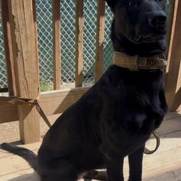 Freya - Black brindle female Dutch Shepherd puppy in Palmyra, Maine from Maine Working Dogs