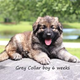 1st Pick male - Black male German Shepherd puppy in Elkmont, Alabama from Oakmont Shepherds