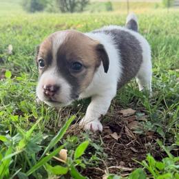 Buck - White and tan male Russell Terrier puppy in Valley Mills, Texas from Bar Rafter C Shorty Jacks