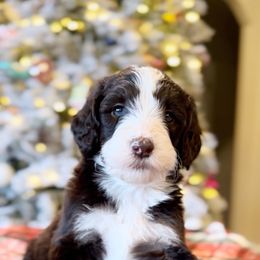 Leo - Brown and white male Bernedoodle puppy in Salina, Oklahoma from Hudson Shore Bernedoodles