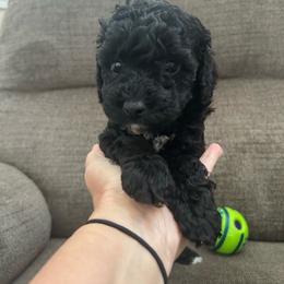 Pink mini - Black female Poodle puppy in Millville, New Jersey from Michelle's Doodles