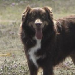Tex - Miniature Australian Shepherd