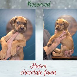 Haven - Fawn female Great Dane puppy in Roseau, Minnesota from UNDAD'S KENNELS