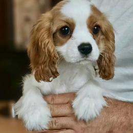 Eloise - Blenheim female Cavalier King Charles Spaniel puppy in Draper, Utah from Peaks Pups — Exceptional by Nature. Raised with Purpose.