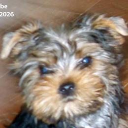 Kobe - Blue and gold male Yorkshire Terrier puppy in Baraga, Michigan from Ojibwa Yorkies