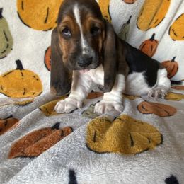 Basset Hound Puppies from Valley Bassets
