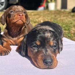 Dachshunds from Dazzling_dachshund