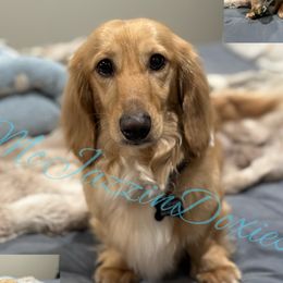 Luke - Dachshund