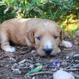 Honey - Cream female Goldendoodle puppy in Apache Junction, Arizona from Loving Doodle