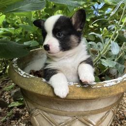 Pembroke Welsh Corgi Puppies from Dalton Family Corgis