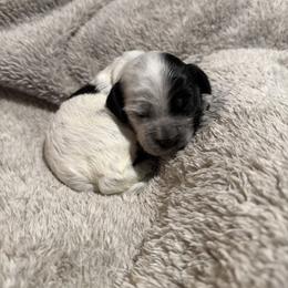 Girl 2 - Black and white female Cockapoo puppy in Joplin, Missouri from Double J Cockapoos