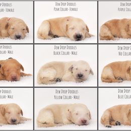 Goldendoodle Puppies from Dew Drop Doodles