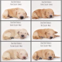 Goldendoodle Puppies from Dew Drop Doodles