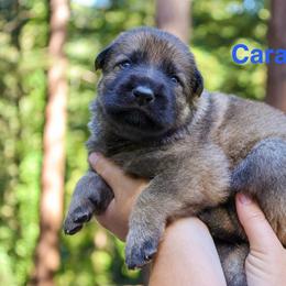 Caraxes - Sable male German Shepherd puppy in Santa Cruz, California from Von Guadachi German Shepherds & Audacity Border Collies