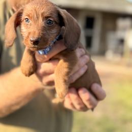 Roger - Red male Dachshund puppy in Marshfield, Missouri from WH Hounds