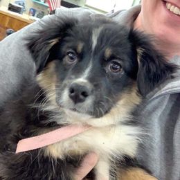 Miniature Australian Shepherd All Grown Up from Eagle Creek Aussies