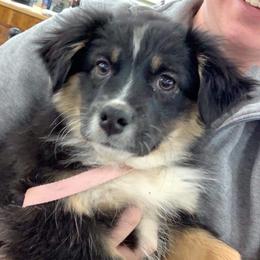 Miniature Australian Shepherd All Grown Up from Eagle Creek Aussies