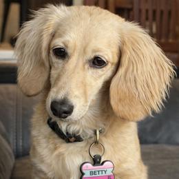 Betty - Dachshund