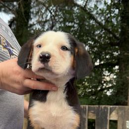 Yellow Collar Girl - Black, white and red female Greater Swiss Mountain Dog puppy in Knoxville, Maryland from Dahlgren Swissys
