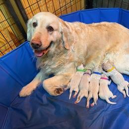 Purple Collar Girl - Light golden female Golden Retriever puppy in Cleveland, Georgia from JLB's Yonah Goldens