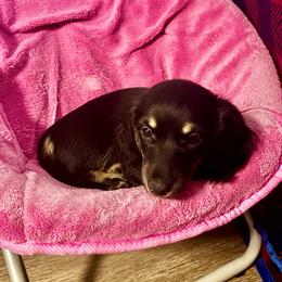 Roxy - Black and cream female Dachshund puppy in Sarasota, Florida from Leah’s Suncoast Doxies