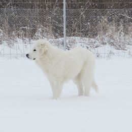Great Pyrenees Puppies from Empyre Great Pyrenees