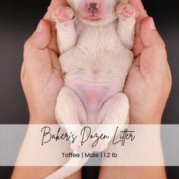 Toffee - Parti male Goldendoodle puppy in Comanche, Texas from Central Texas Doodles, LLC.