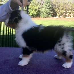 Australian Shepherd Puppies from Highline