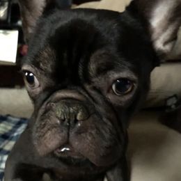 French Bulldogs from Bayside French Bulldogs