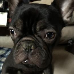 French Bulldogs from Bayside French Bulldogs