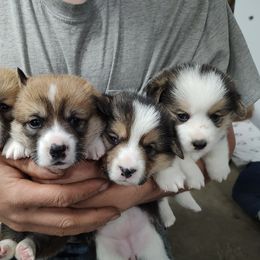 Bernese Mountain Dog and Pembroke Welsh Corgi Puppies from Highland Meadows