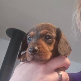 Red Smooth boy - Red male Dachshund puppy in Cheney, Washington from Nouvelle Standard Dachshunds