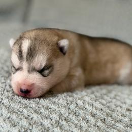 Artemis - Gray and white female Siberian Husky puppy in Amery, Wisconsin from Sovereign Siberians