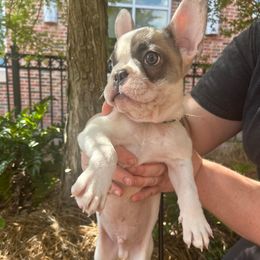 Boy 1 - Fawn brindle and white male French Bulldog puppy in Leakesville, Mississippi from Southern Mississippi Frenchies