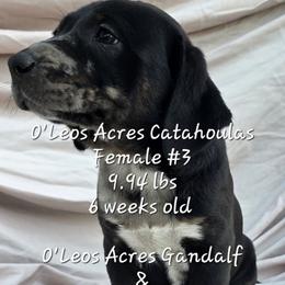 FEMALE - 3 - Black female Catahoula Leopard Dog puppy in Perry, Florida from O'Leos' Acres Catahoulas