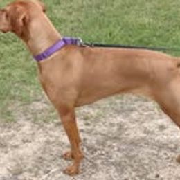 Maizel - Vizsla