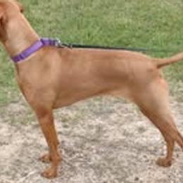 Maizel - Vizsla
