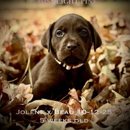 Miss Light Pink - Chocolate female Labrador Retriever puppy in Portland, Tennessee from Whiskey Ridge Retrievers
