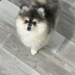 Noelle - Gray and white female Pomsky puppy in Coos Bay, Oregon from Ocean View Pomskies
