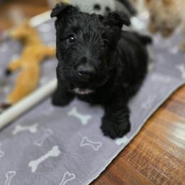 Titan - Black male Scottish Terrier puppy in Seymour, Missouri from Fairview's Precious Pups