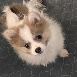 Boy 2 - Blue merle male Pomeranian puppy in Decatur, Iowa from Lisa Greenhalgh
