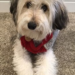 Aussiedoodle Puppies from House Merrills Minis and Doodles