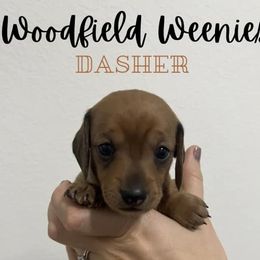 Girl 1 - Red Dachshund puppy in Texas from Woodfield Weenies
