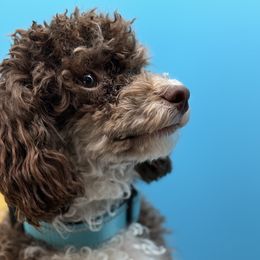 Indy - Poodle