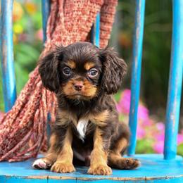 Spice - Chocolate male Cavalier King Charles Spaniel puppy in Sugarcreek, Ohio from Chocolate Cavalier