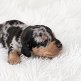 Dapple boy 2 - Dapple male Dachshund puppy in Wahiawa, Hawaii from Versatile Ohana