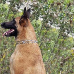 Nova - Belgian Malinois