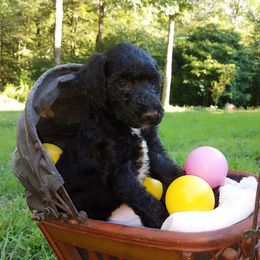 Poodle Puppies from Clicks Standards