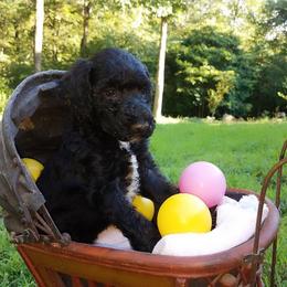 Poodle Puppies from Clicks Standards
