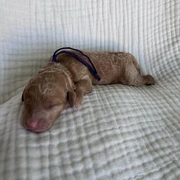 Jellybean - Red  female Goldendoodle puppy in Calera, Alabama from Red Mountain Minis